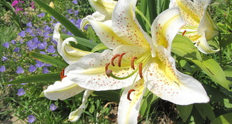 Oblíbená odrůda orientálních hybridních lilií - Lovele Girl