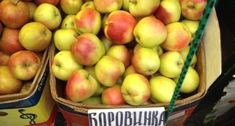 Яблоню Боровинка выращивают во всех регионах России для приготовления сушки