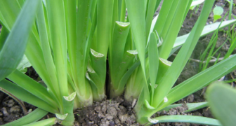 Лук Слизун выращивают для получения ранней зелени в марте