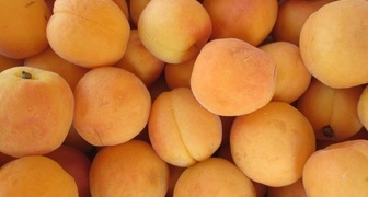 Сорта абрикоса для средней полосы России - Самарский 