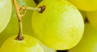 Сорта винограда для Сибири