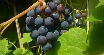 Сорта винограда для Урала - Зилга