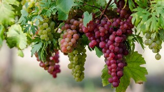 Созревающие гроздья винограда