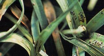Споры грибка на листве многолетней гвоздики