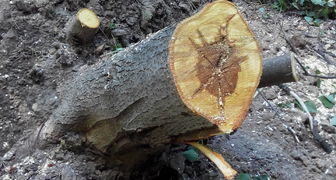 Срез ствола дерева пораженного грибом трутовиком