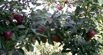 Старкримсон - сорт яблок спурового типа