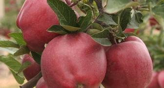 Старкримсон - высокоурожайный сорт яблок с отличными вкусовыми качествами