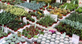 Суккуленты и их виды на лекциях от И.Е. Синева