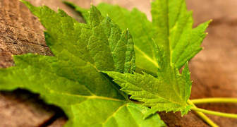 Свежие листья смородины для приготовления лекарственных настоев