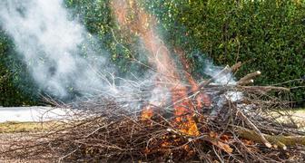 Чтобы растения и деревья не болели сожгите зараженные ветки и кусты на Петровское заговенье