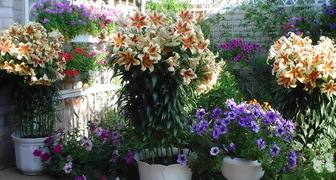 Теплолюбивые сорта лилий выращивают в вазонах и на зиму убирают в помещение