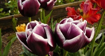 Тюльпаны - выращивание в открытом грунте