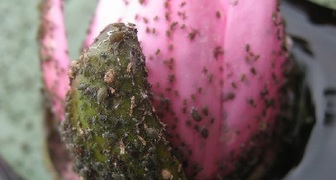 Тля не наносит вреда лилии, но портит внешний вид, и распространяет заболевания