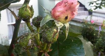 Защитить розы от тли можно периодически обрабатывая их спиртом с подсолнечным маслом