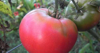 Пинк Райз - мясистый сорт томатов, отлично подходит для приготовления Айвара