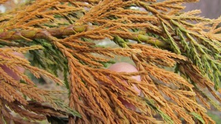 Thuja škůdci a způsoby, jak se jich zbavit