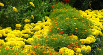 Тысячелистник в саду рекомендуется выращивать на хорошо освещенной, незаболачиваемой местности
