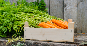 В Головосек начинают убирать урожай моркови