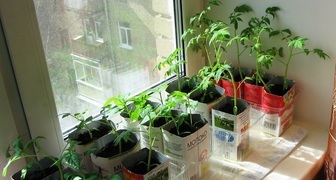 Удобрение под перцы и помидоры в два этапа