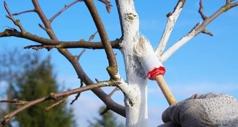 Уход за черешней в Подмосковье