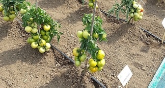 Чтобы получить отличный урожай необходим уход за томатами