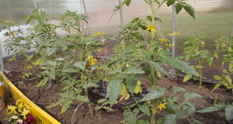 Уход за томатами в теплице во время цветения