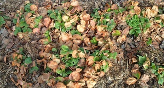 Укрытие клубники на зиму сухими листьями
