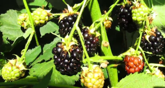 Созревание ягод Блэк Сатин происходит на протяжении всего периода плодоношения