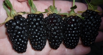 Odrůda Ruben může při správné péči vyprodukovat až 6 kg bobulí.