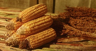 Подготовка урожая кукурузы к закладке на хранение
