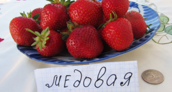 Sklizeň odrůd jahod Medové léto