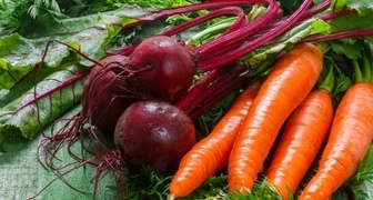 Правильная подкормка свеклы и моркови - гарантия хорошего урожая