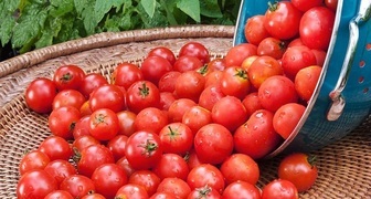 Урожай помидор Черри сорта Красная вишня