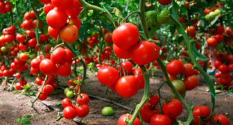 Контролируя развитие зелени можно достичь отличного урожая томатов