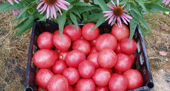 Урожай томатов Малиновое чудо