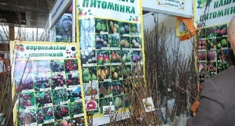 Усадьба в Воронеже - семена и саженцы с Воронежского питомника