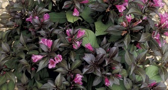 Вейгела Minor Black удивляет не только цветками но и прекрасными листьями
