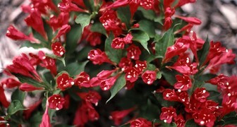Вейгела Red Princess в период цветения
