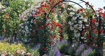 Вертикальное выращивание роз в саду