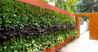 Вертикальное озеленение оград с применением покупного фитомодуля