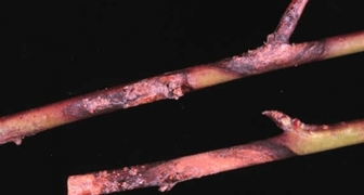 Ветки смородины, поврежденные туберкуляриозом