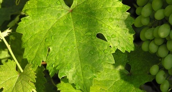 Виноград Августин можно узнать по округлой форме листьев