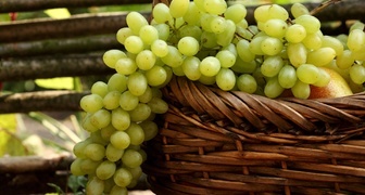 Виноград Августин - столовый высокоурожайный сорт
