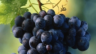 Виноград черная вишня