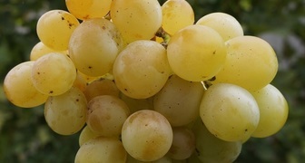 Гроздь винограда Кеша 2 или Тамерлан