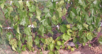 Виноград Кеша рекомендуется подвязывать к высоким опорам