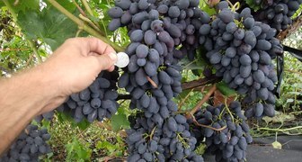Виноград Кодрянка дает очень хороший урожай при правильном уходе
