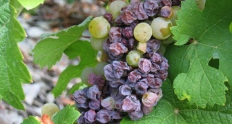 Серая гниль - болезнь плодов винограда