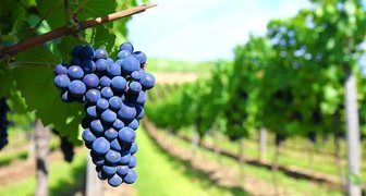 Устойчивый к антракнозу сорт винограда Саперави