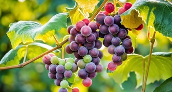 Виноград в Сибири: выращивание для начинающих